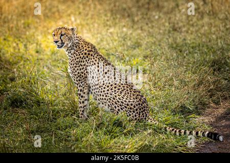 Cheetah sitting and observing in the grasslands of the Serengeti, Tanzania Stock Photo