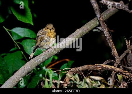 Young European Robin Stock Photo