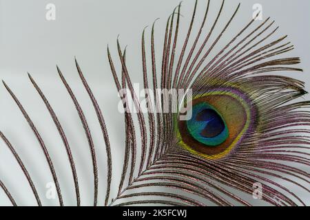 Peacock feathers close up on white soft background. Carnival Festive, banner, peacock feather close up Stock Photo
