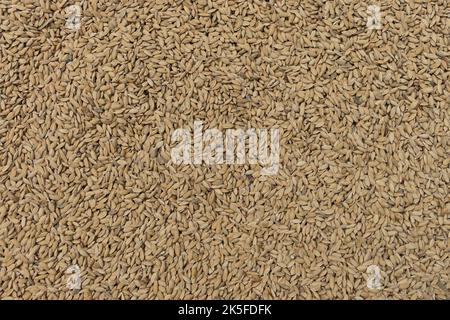 Overhead view of newly harvested rice grains on direct sunlight for Sun drying on a Plastic sheet to reduce moisture content on the rice grains Stock Photo