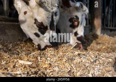 Normande cow eating silage at the cowshed in the farm Stock Photo