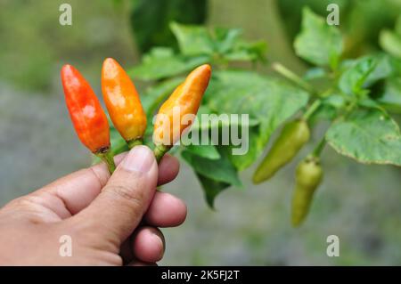 Holding three red cayenne peppers with a blurred chili plant background Stock Photo
