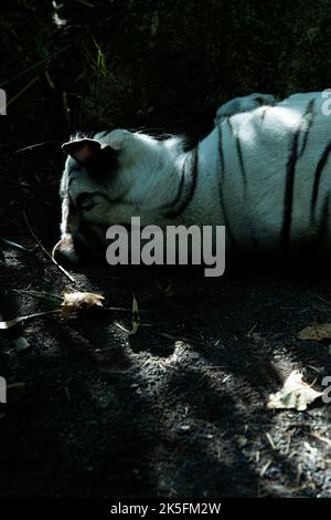 White Sumatran tiger (Panthera tigris sondaica) sleeping, Bioparco di Roma, Rome zoo, Italy