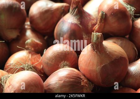 Fresh onions on the market close up photo. Onions big Golden on the counter market. Stock Photo