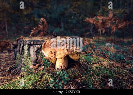 White edible mushroom after rain in a forest glade in autumn. Stock Photo