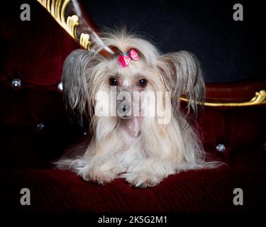 A Picture of a Chinese Crested Dog in a Professional Studio Environment Lying on a Sofa Stock Photo