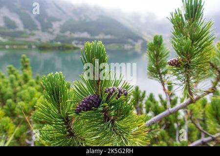 A view with mountain pines and pine cones in the Polish Tatras with a very beautiful clear lake Stock Photo