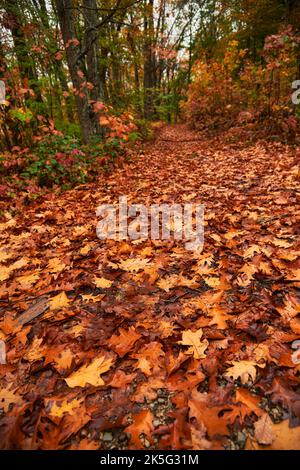Leading eye view of a path in autumn full of colorful fallen leaves Stock Photo