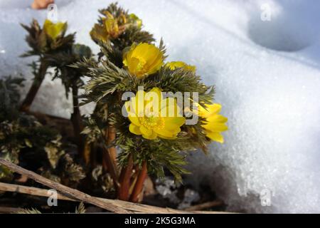Amur adonis(Adonis amurensis) in snow. Stock Photo