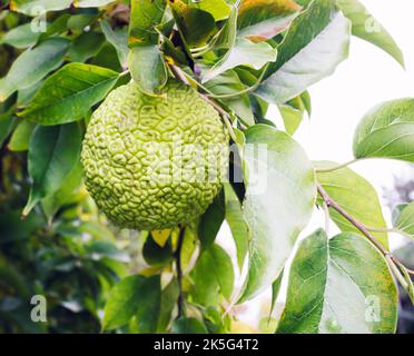 Maclura pomifera fruit on a tree. Green background from leaves. Stock Photo