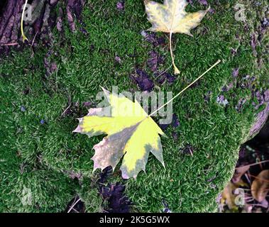 A fallen yellow leaf on the green moss. Autumn beauty in the park. Stock Photo