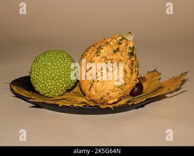 Maclura pomifera green fruit with yellow squash leaves on the table. Beige background. Autumn. Stock Photo