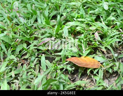 Side view of slightly elevated head of a juvenile Buff striped keelback or Aharakukka (Amphiesma Stolatum) snake is camouflage between grass plants Stock Photo