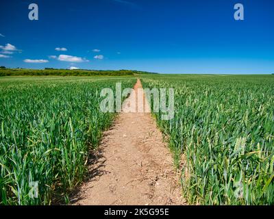 A straight footpath disappears into the distance as it runs through a field of green growing wheat. Taken on a sunny day in summer with a clear blue s Stock Photo