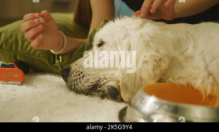 Young girl combing dog, sitting on mild carpet, creating hairstyle, petting puppy and trying to kiss him, spending leisure time at home. Golden retriever. Stock Photo