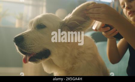 Young girl combing dog, sitting on mild carpet, creating hairstyle, petting puppy and trying to kiss him, spending leisure time at home. Golden retriever. Stock Photo