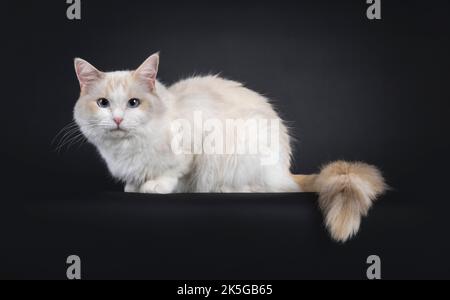 Pretty young blue tortie Ragdoll cat, laying down side ways on edge. Looking towards camera with blue eyes. Isolated on a black background. Stock Photo