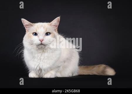 Pretty young blue tortie Ragdoll cat, laying down facing front. Looking towards camera with blue eyes. Isolated on a black background. Stock Photo