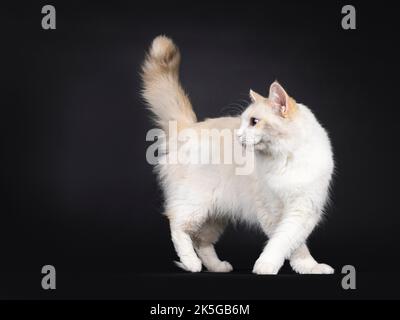 Pretty young blue tortie Ragdoll cat, walking and turning side ways. Looking away from camera with blue eyes. Isolated on a black background. Stock Photo