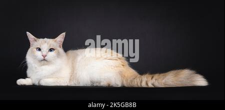 Pretty young blue tortie Ragdoll cat, laying down side ways. Looking towards camera with blue eyes. Isolated on a black background. Stock Photo