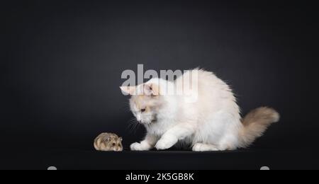 Pretty young blue tortie Ragdoll cat, playing with brown campbelli hamster. Looking towards hamster with blue eyes. Isolated on a black background. Stock Photo