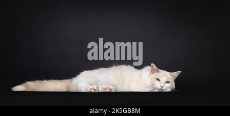 Pretty young blue tortie Ragdoll cat, laying down side ways almost sleeping. Looking towards camera with blue eyes. Isolated on a black background. Stock Photo