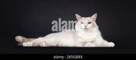 Pretty young blue tortie Ragdoll cat, laying down side ways. Looking towards camera with blue eyes. Isolated on a black background. Stock Photo