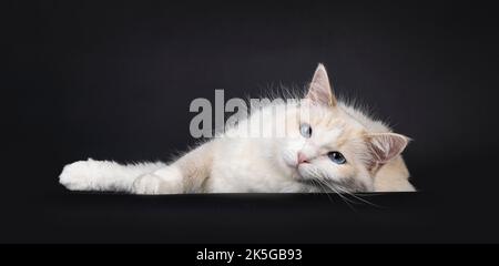 Pretty young blue tortie Ragdoll cat, laying down on side facing front. Looking towards camera with blue eyes. Isolated on a black background. Stock Photo