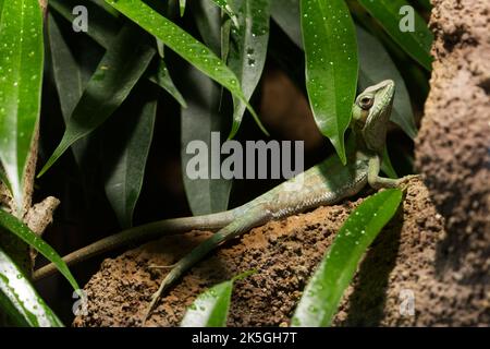 Long-legged basilisk green lizard sitting on the tree stick Stock Photo
