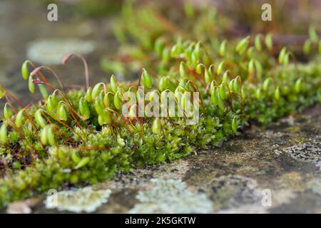 Haarblättriges Birnmoos, Scheuerlappen-Moos, an einer Steinmauer, Mauer, Bryum capillare, Ptychostomum capillare Stock Photo