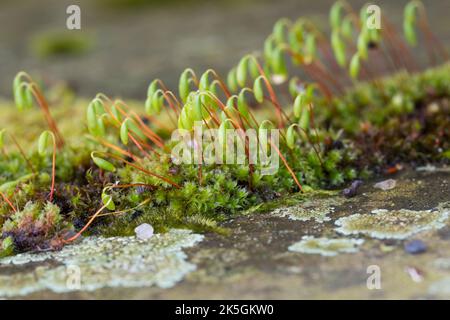 Haarblättriges Birnmoos, Scheuerlappen-Moos, an einer Steinmauer, Mauer, Bryum capillare, Ptychostomum capillare Stock Photo