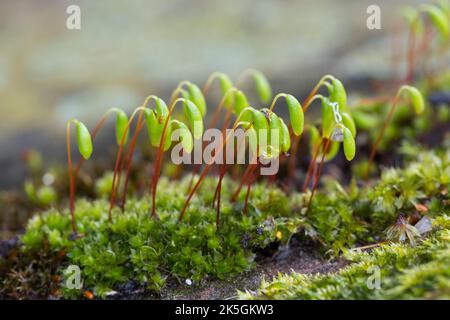 Haarblättriges Birnmoos, Scheuerlappen-Moos, an einer Steinmauer, Mauer, Bryum capillare, Ptychostomum capillare Stock Photo