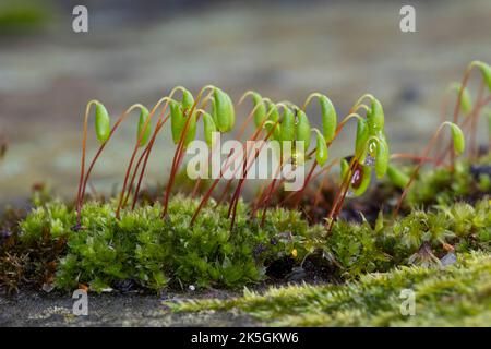 Haarblättriges Birnmoos, Scheuerlappen-Moos, an einer Steinmauer, Mauer, Bryum capillare, Ptychostomum capillare Stock Photo