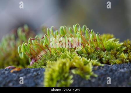 Haarblättriges Birnmoos, Scheuerlappen-Moos, an einer Steinmauer, Mauer, Bryum capillare, Ptychostomum capillare Stock Photo