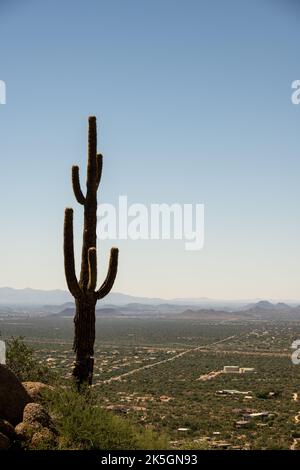 A lone saguaro cactus overlooking Scottsdale, Arizona from Pinnacle Peak Park Stock Photo