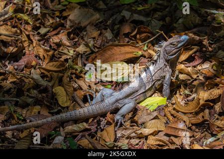 One blue iguana on the ground in Cahuita National Park. Stock Photo
