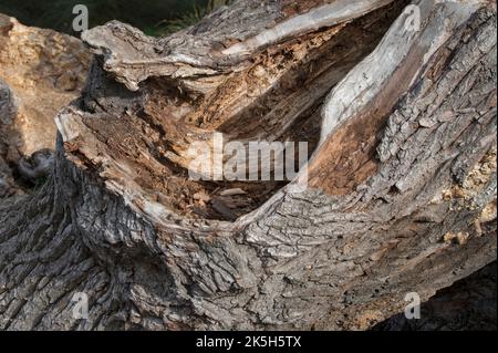 Large old fallen oak tree left to decay and rot Stock Photo