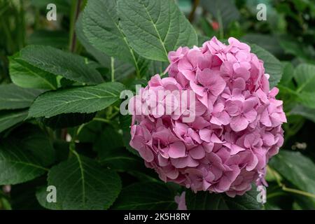 Blooming cultivar bigleaf hydrangea Hydrangea macrophylla Endless Summer in the summer garden. Stock Photo