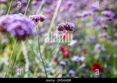 Close-up image of the beautiful purple top, A Summer flower Verbena or Bonariensis also known as purple Vervain, Purple-top or South American Vervain. Stock Photo