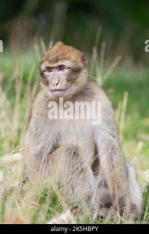 Juvenile Barbary Macaque (Macaca sylvanus) in long grass Stock Photo