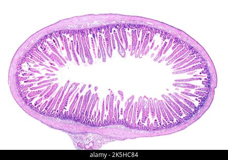 Small intestine, light micrograph Stock Photo - Alamy