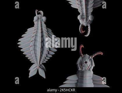 Fossil reconstruction of Anomalocaris Canadensis from middle Cambrian period. Early arthropod relative, believed to be an apex marine predator. Stock Photo