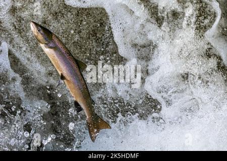 Atlantic salmon (Salmo salar) leaping at Buchanty Spout on the River Almond, Perthshire, Scotland.