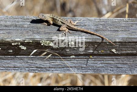 Northwestern Fence Lizard in typical habitat. Foothills Park, Santa Clara County, California, USA. Stock Photo