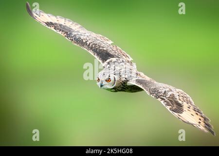 eagle owl up close in flight Stock Photo