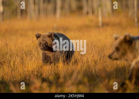 Wildlife in Finland. Bears, Wolverine and birds. Stock Photo