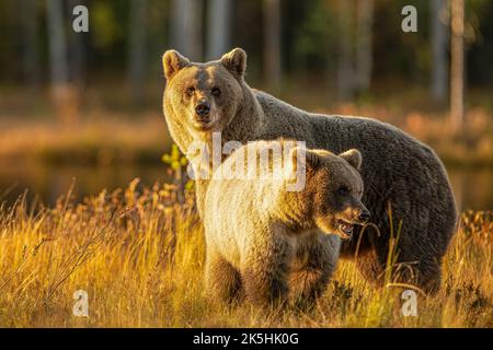 Wildlife in Finland. Bears, Wolverine and birds. Stock Photo