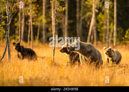 Wildlife in Finland. Bears, Wolverine and birds. Stock Photo