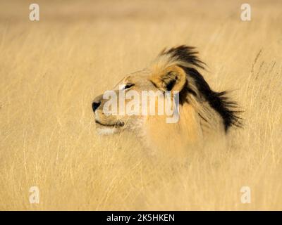 Close-Up of a lion in the long grass, South Africa Stock Photo