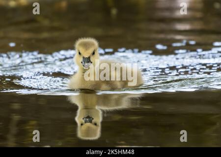 Close-up of a gosling Swimming in a lake in spring, British Columbia, Canada Stock Photo